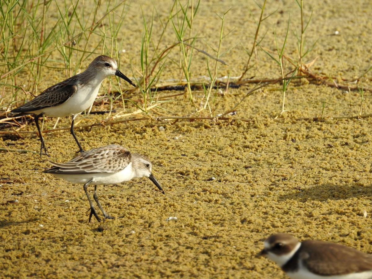 Western Sandpiper - Luis Gonzalez