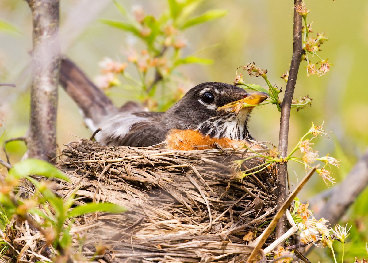 American Robin - ML367213311