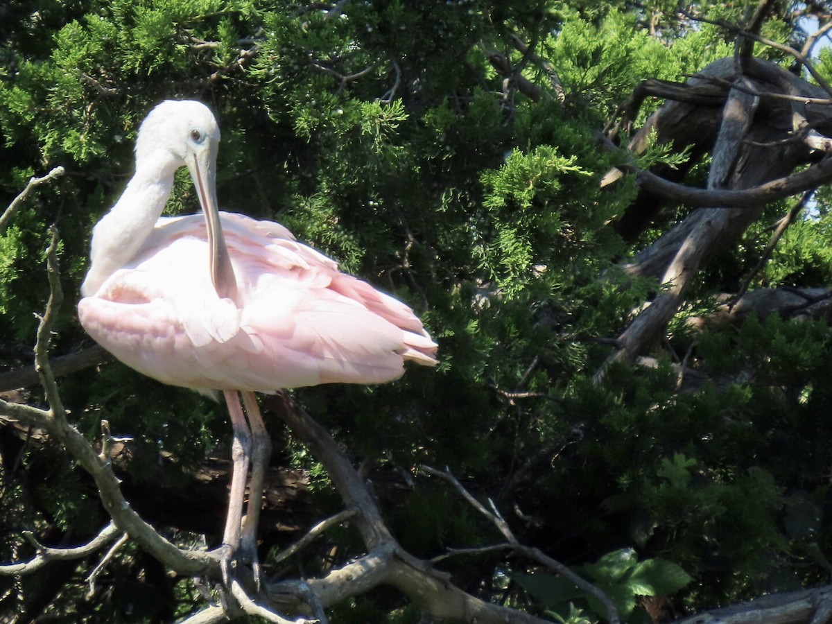 Roseate Spoonbill - ML367213451