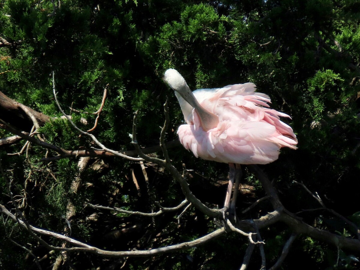 Roseate Spoonbill - ML367213471