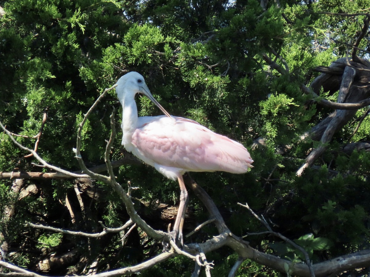 Roseate Spoonbill - ML367213521