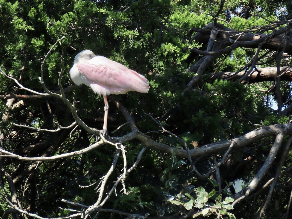 Roseate Spoonbill - ML367213531