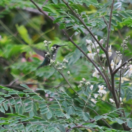 kolibřík modroocasý - ML367214211