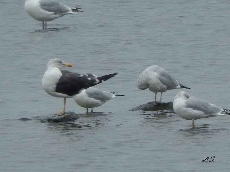 Lesser Black-backed Gull - ML36721921