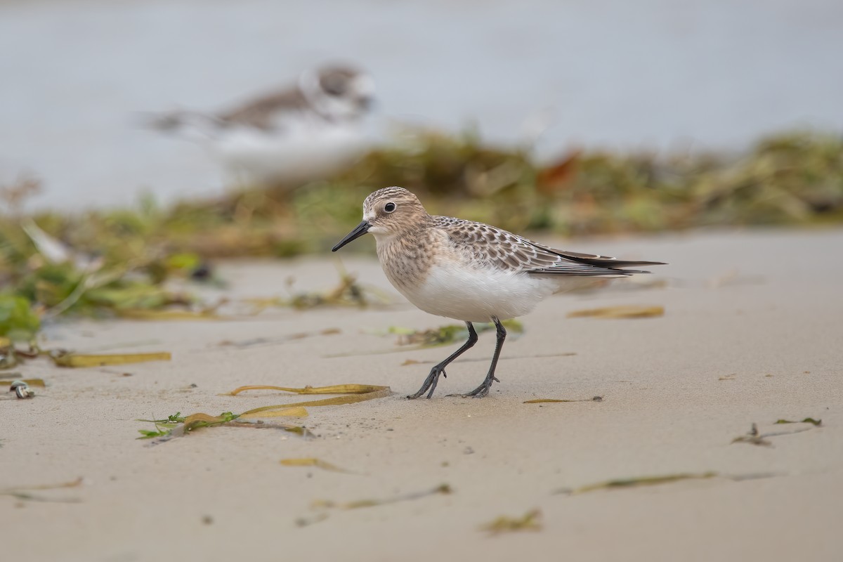 Baird's Sandpiper - ML367219341