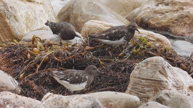 Black Turnstone - ML367219401