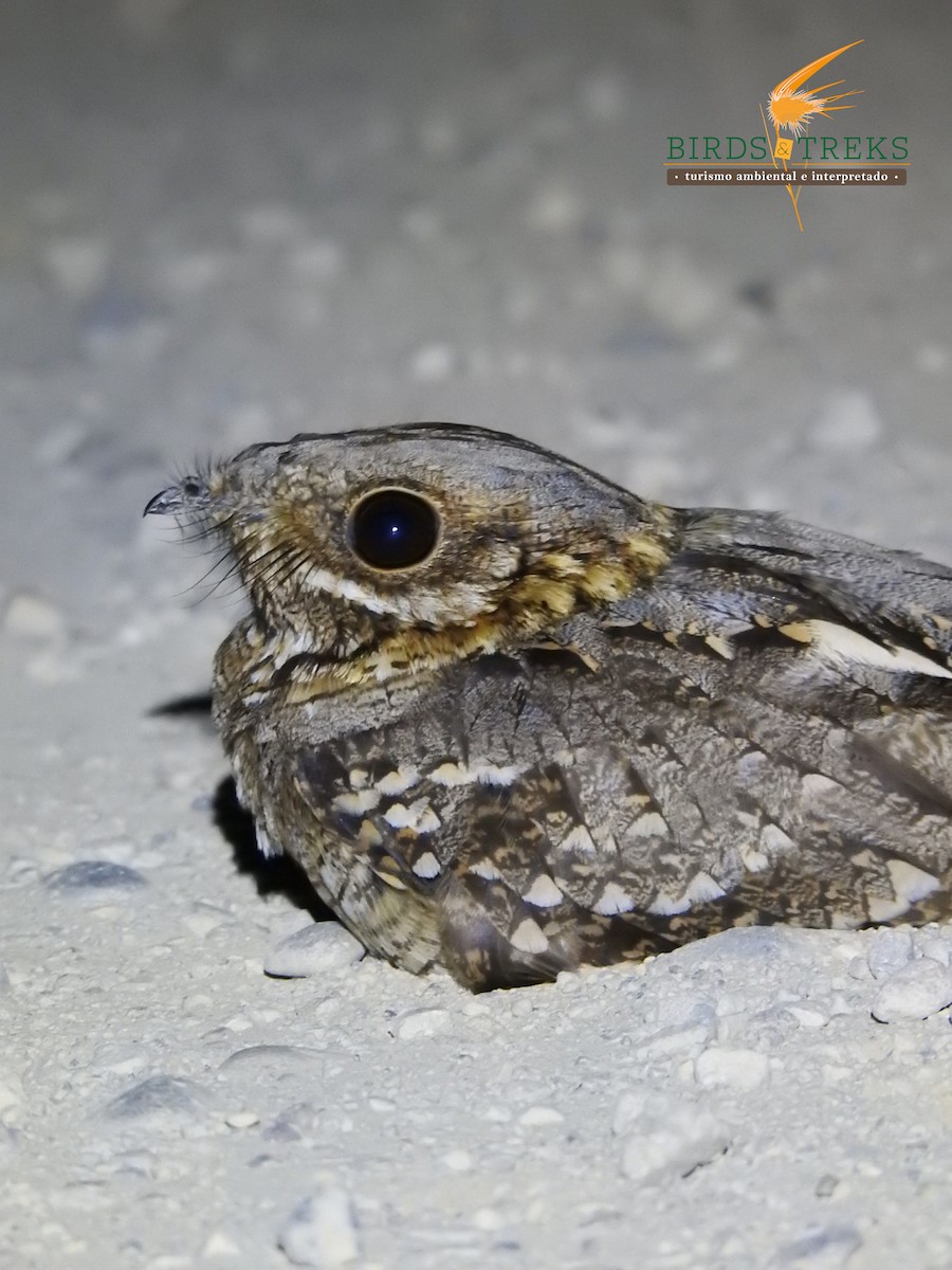 Red-necked Nightjar - ML367219481