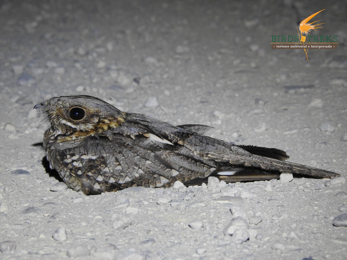 Red-necked Nightjar - Ricardo Pérez Rodríguez