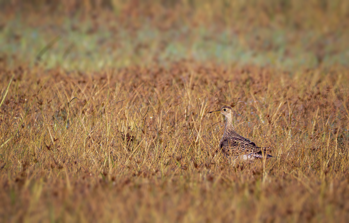 Upland Sandpiper - ML367219991
