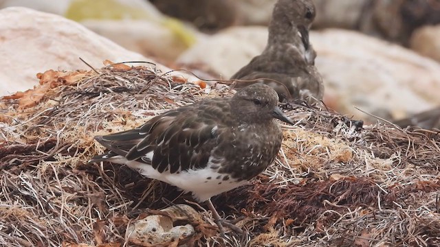 Black Turnstone - ML367221981