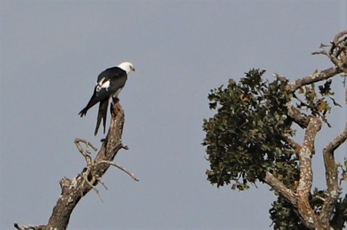 Swallow-tailed Kite - Mike Goebel