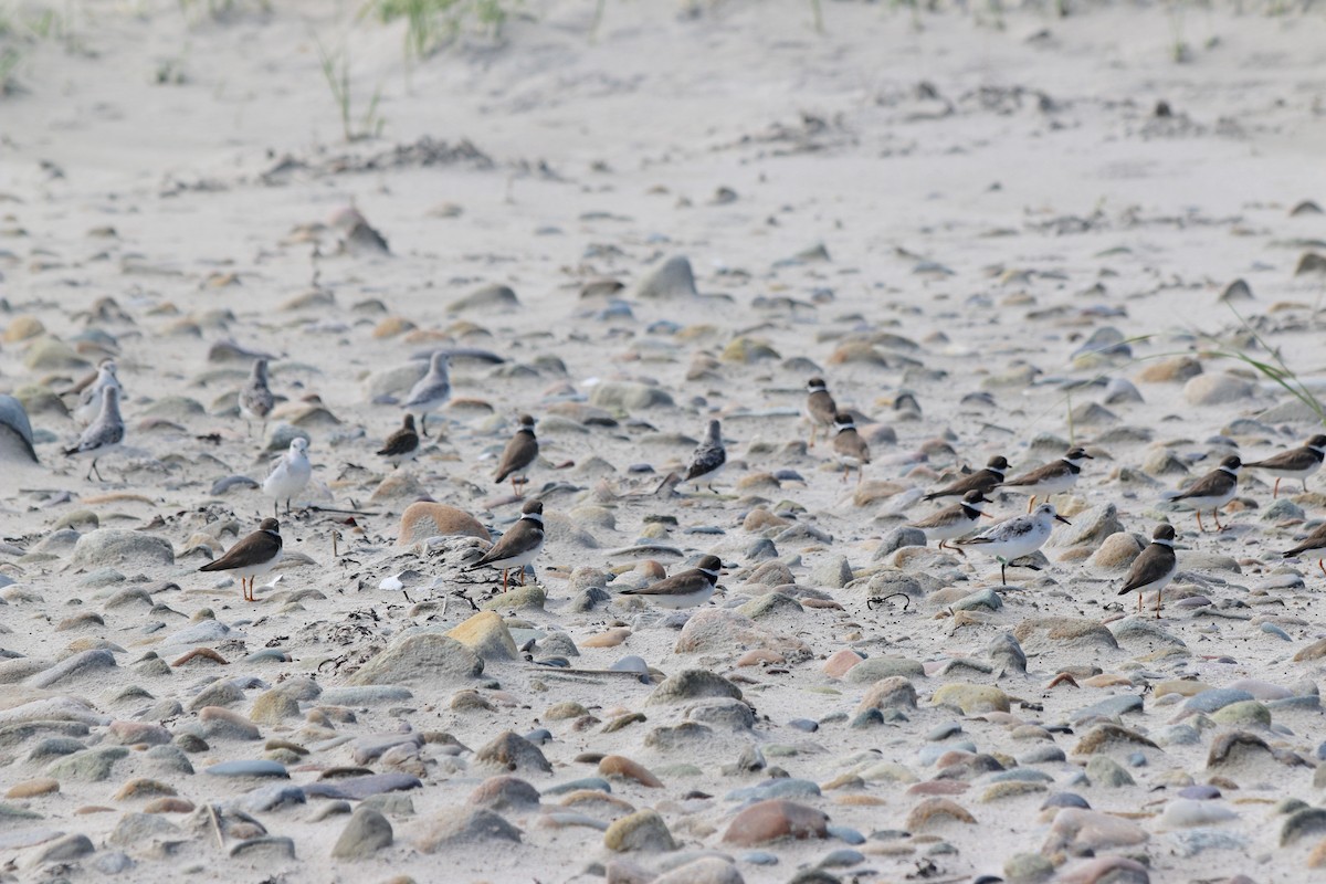 Semipalmated Plover - ML367224031
