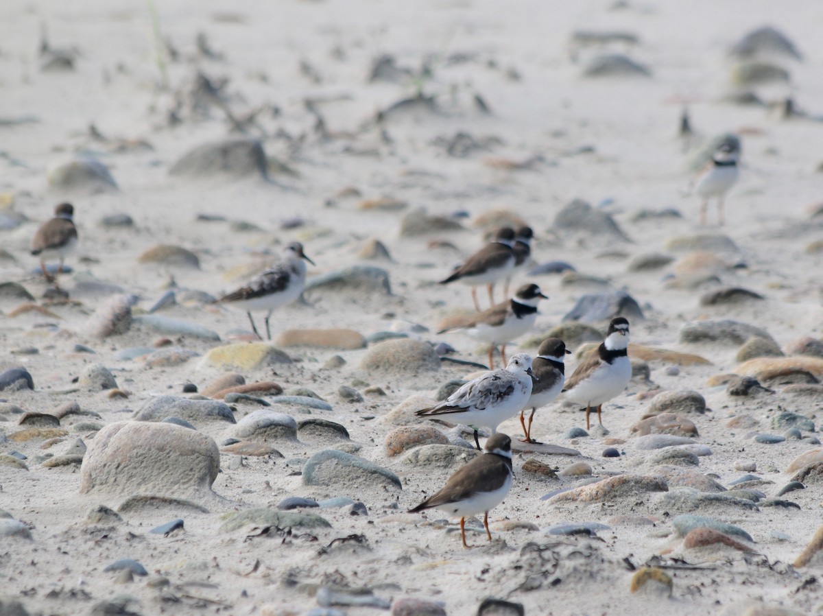 Semipalmated Plover - ML367224041