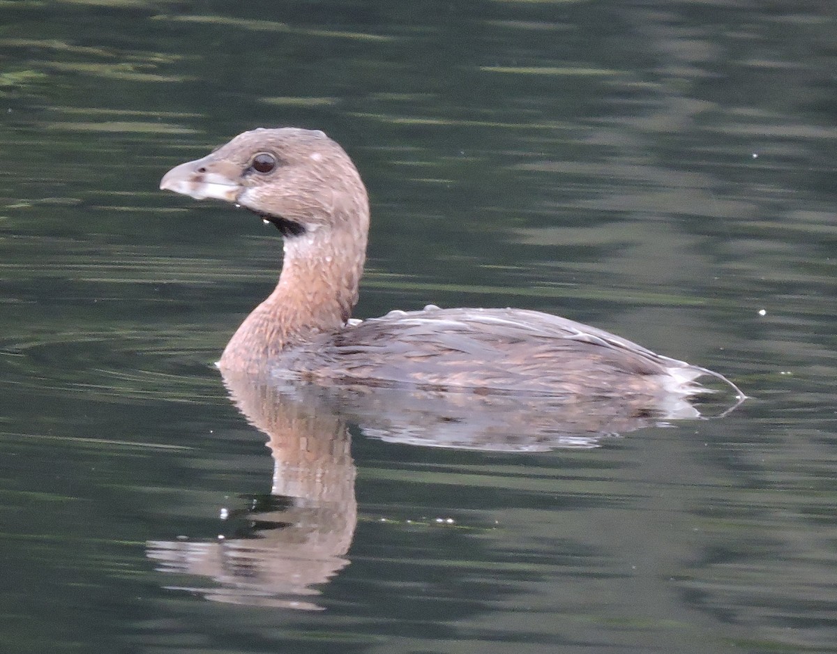 Pied-billed Grebe - ML36722461