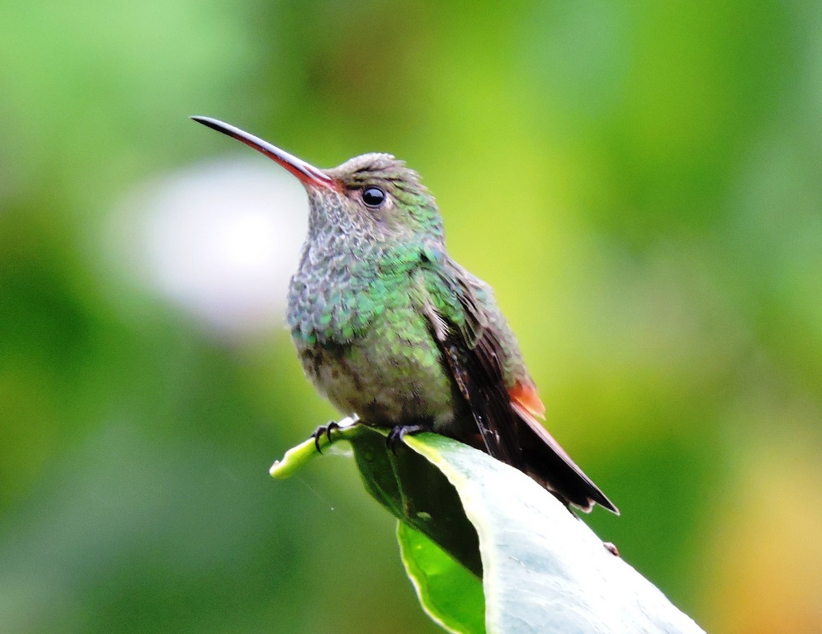 Rufous-tailed Hummingbird - ML36722471