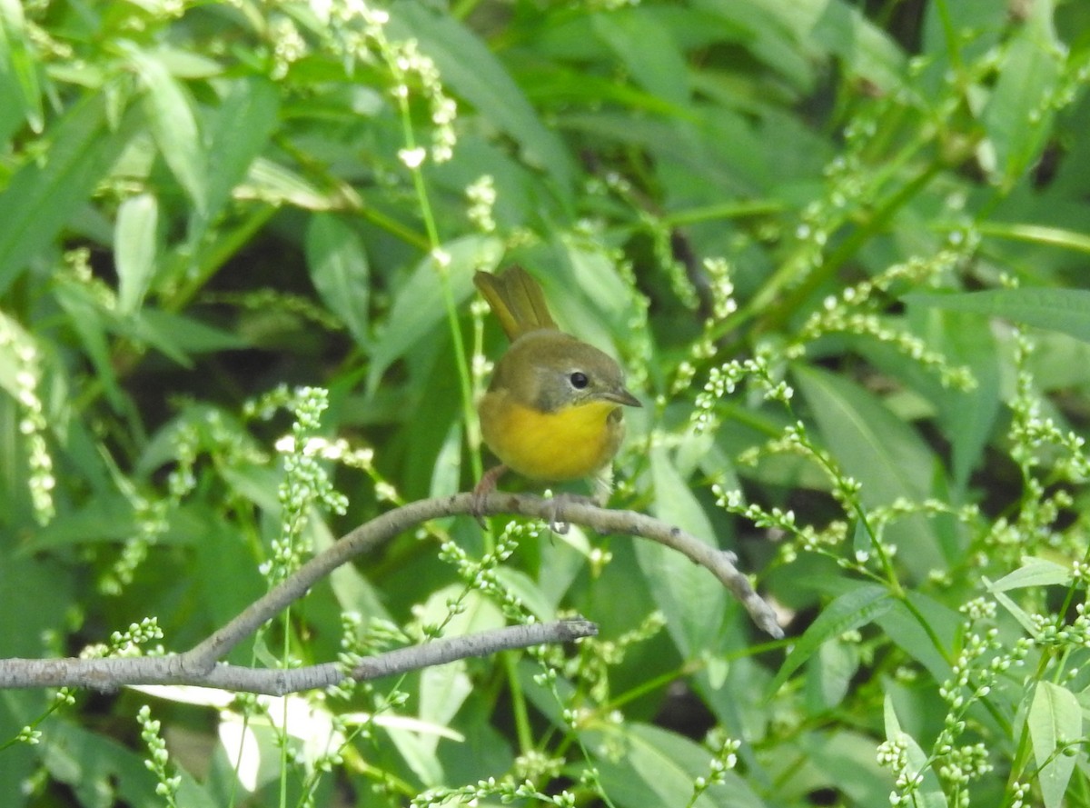 Common Yellowthroat - ML367224761