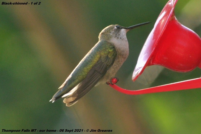 Black-chinned Hummingbird - ML367226921