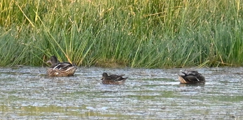 Green-winged Teal - ML367226971