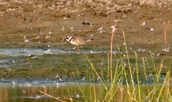 Common Ringed Plover - ML367227021