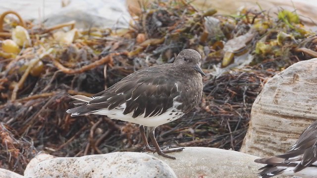 Black Turnstone - ML367227121