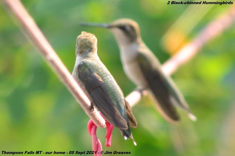 Black-chinned Hummingbird - ML367228441