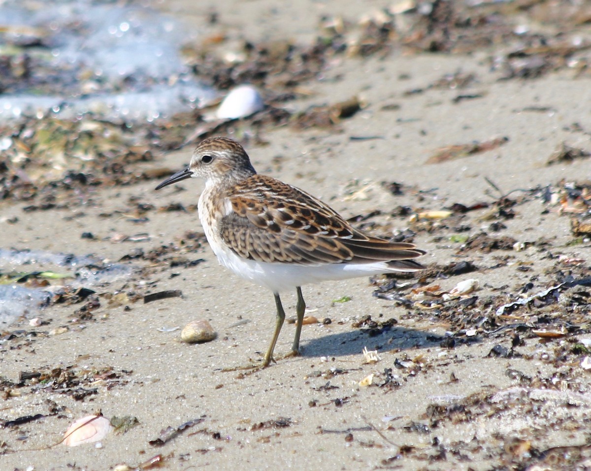 Least Sandpiper - George Lynch