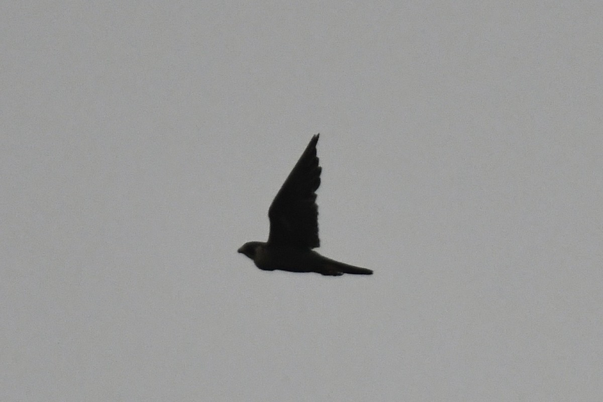 Halcón Peregrino - ML367229821