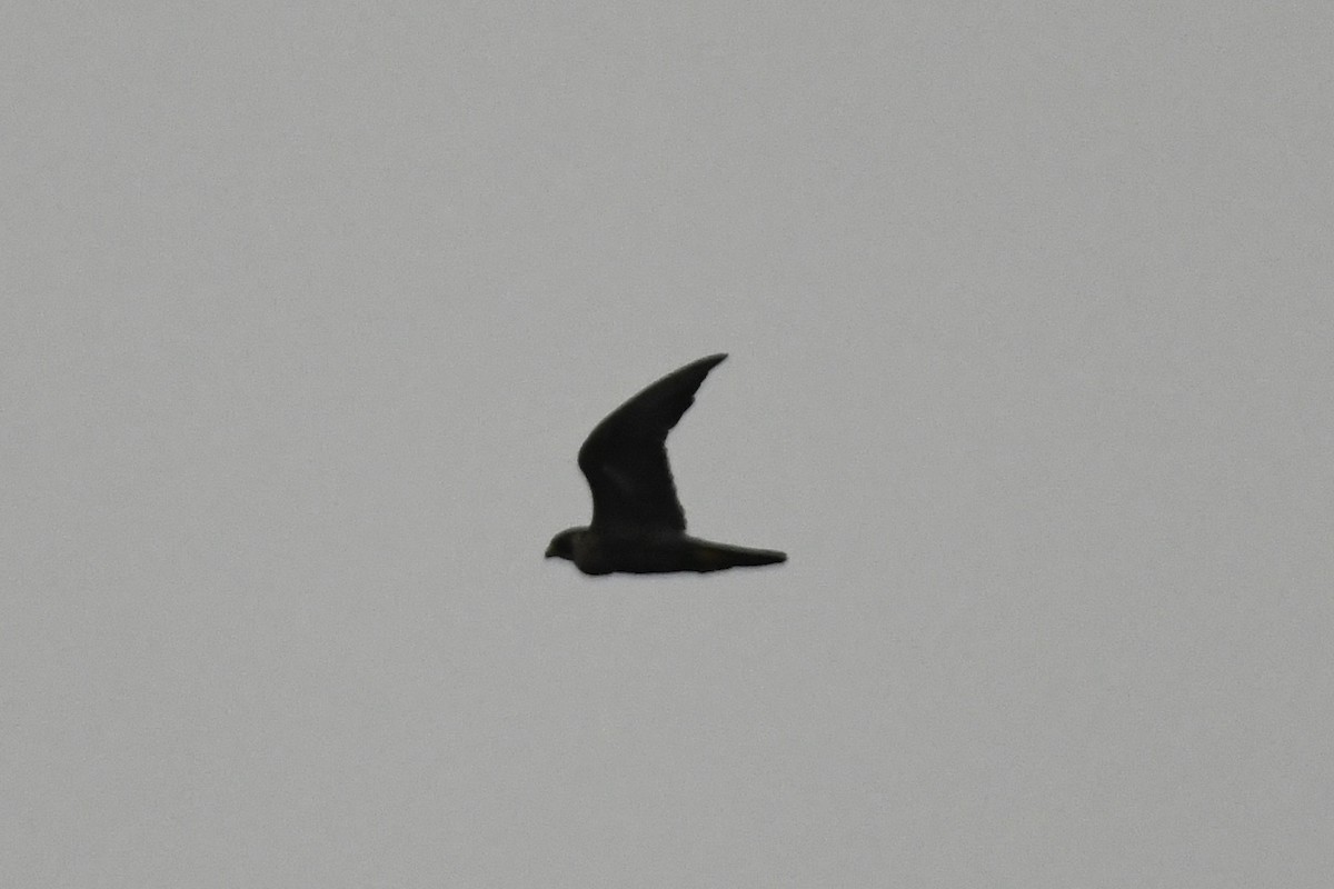 Halcón Peregrino - ML367229831