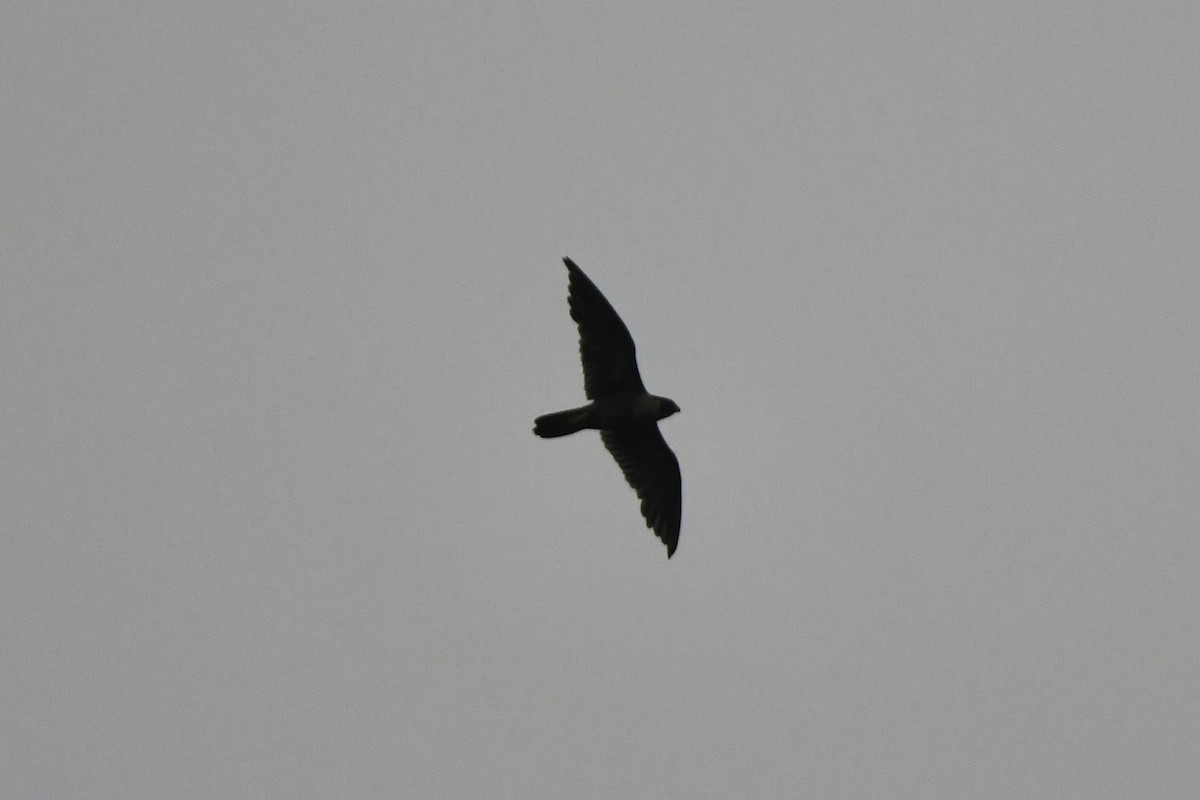 Halcón Peregrino - ML367229841
