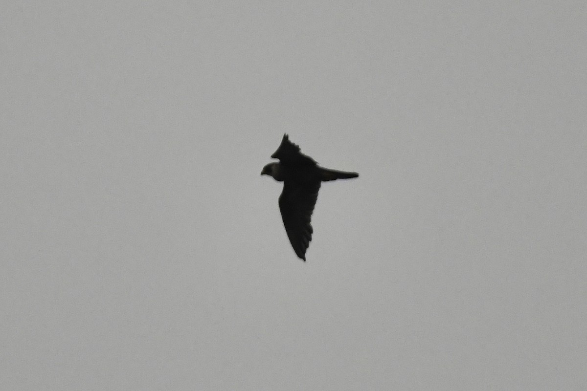 Halcón Peregrino - ML367229861