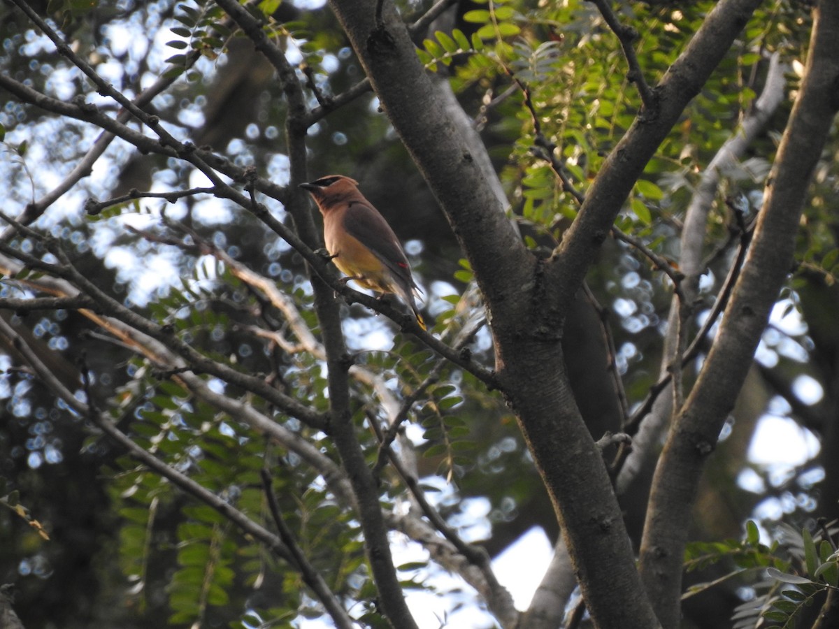 Cedar Waxwing - ML367229921