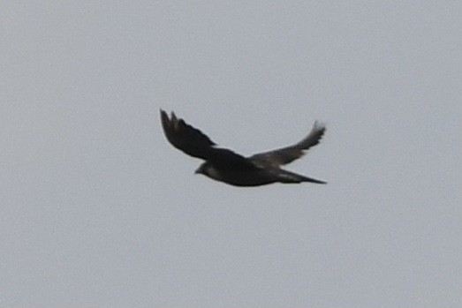 Halcón Peregrino - ML367231731