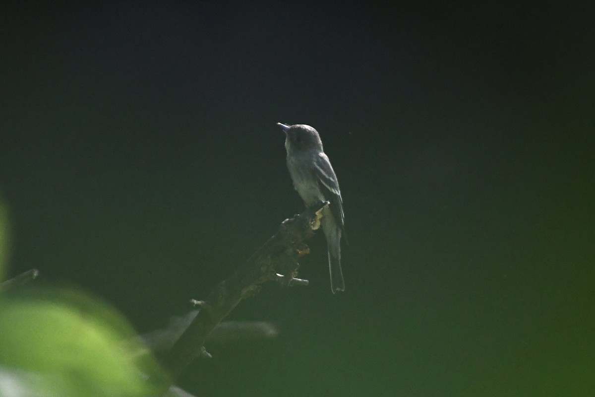 Eastern Wood-Pewee - ML367231931
