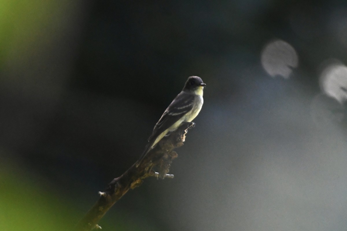 Eastern Wood-Pewee - ML367231951