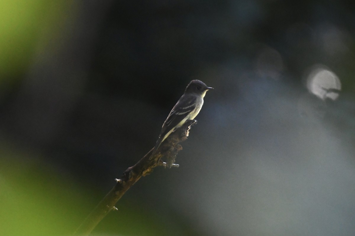 Eastern Wood-Pewee - ML367231981
