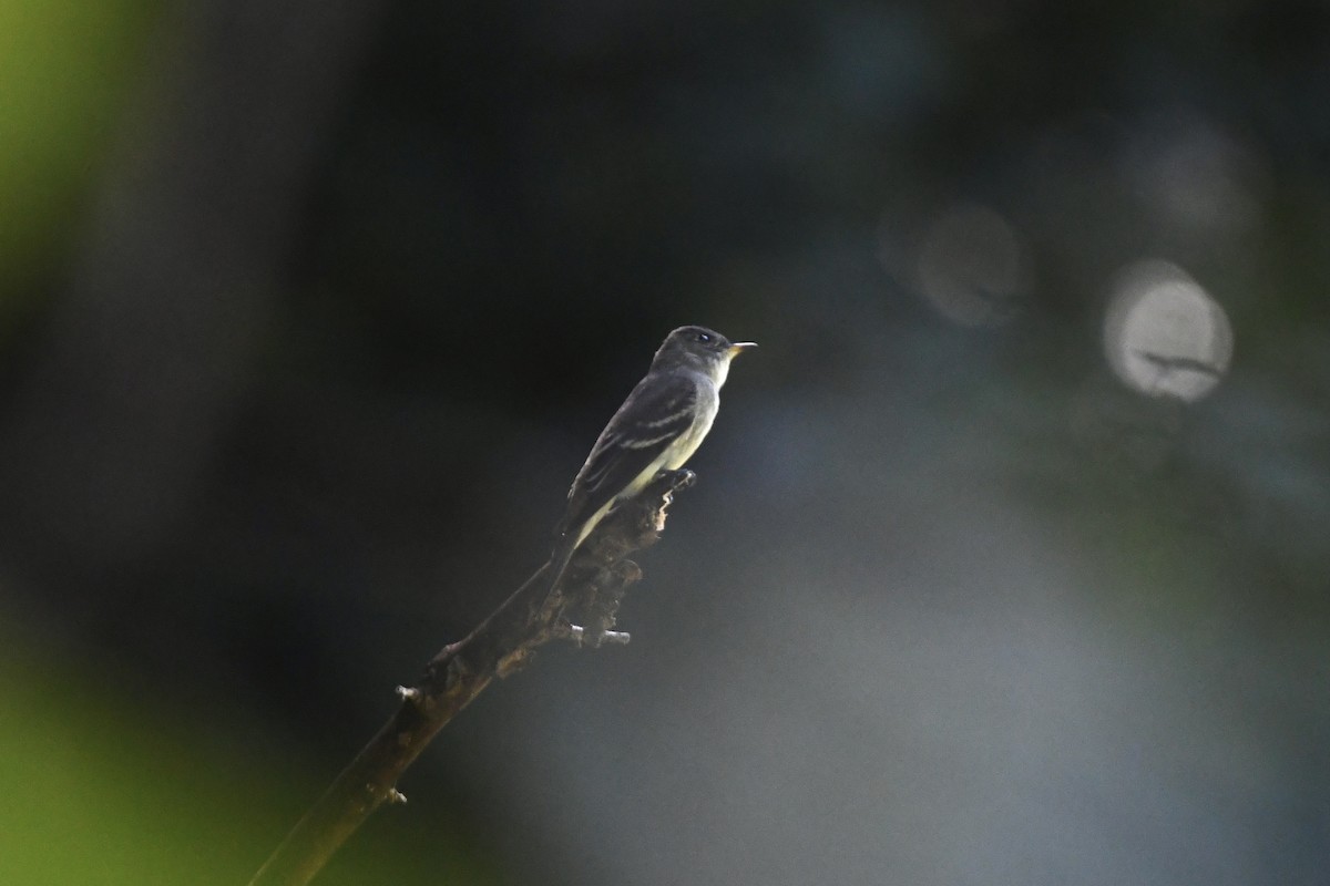 Eastern Wood-Pewee - ML367231991