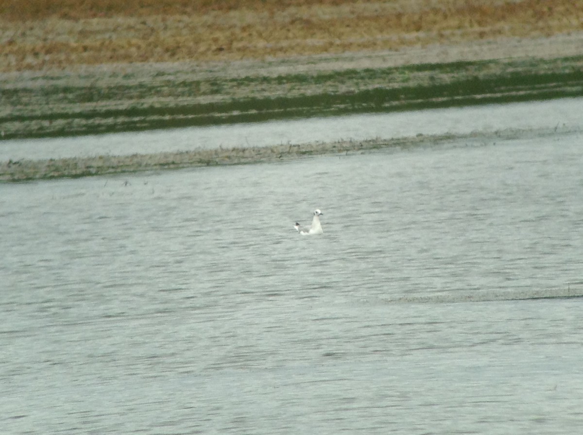 Bonaparte's Gull - ML367232191