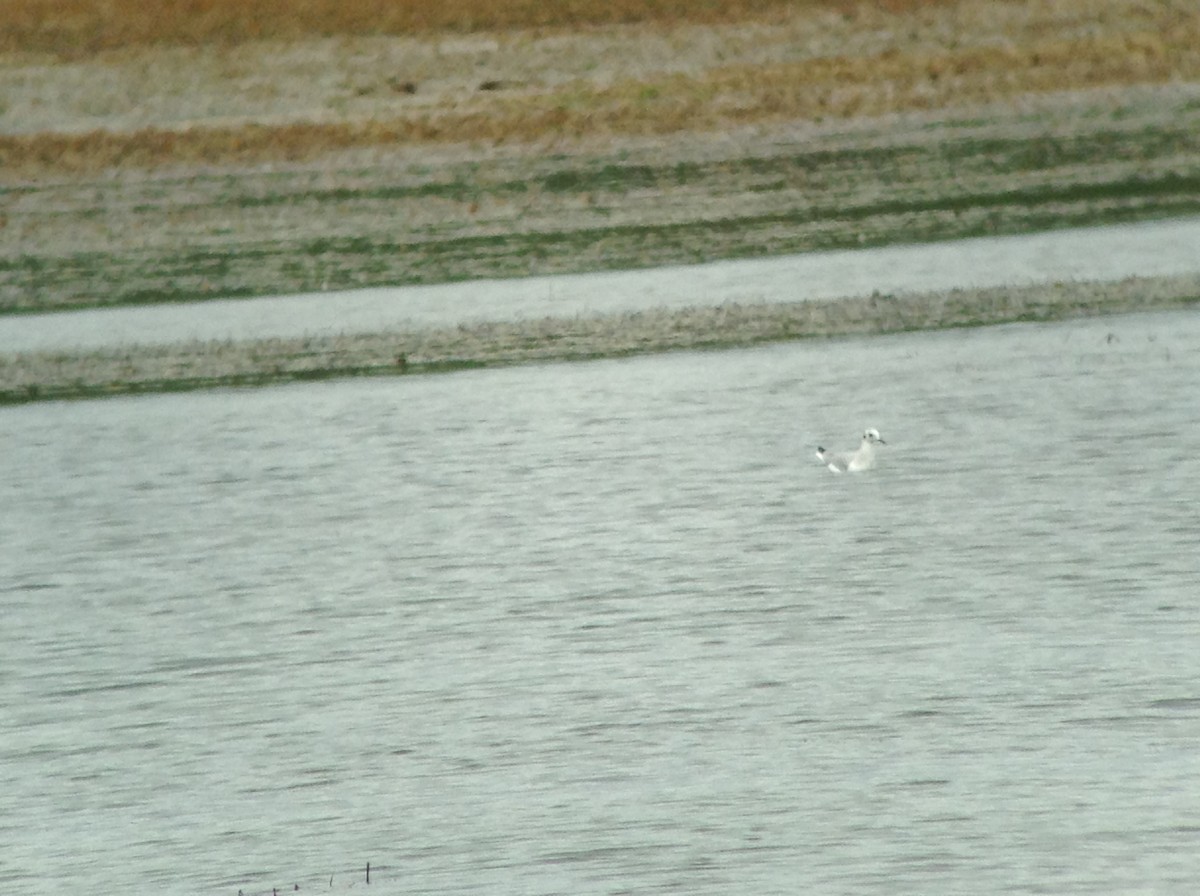 Bonaparte's Gull - ML367232231