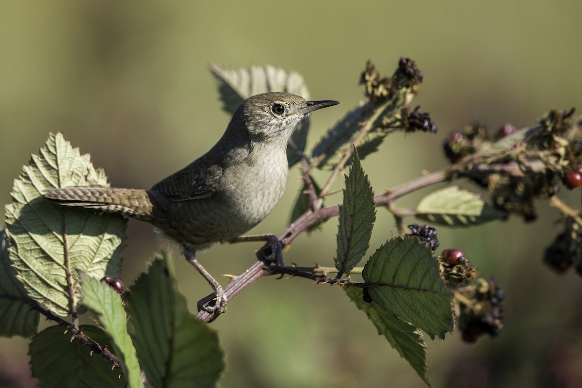 Northern House Wren (Northern) - ML367233921