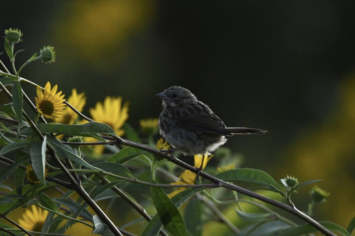 Song Sparrow - ML367234031