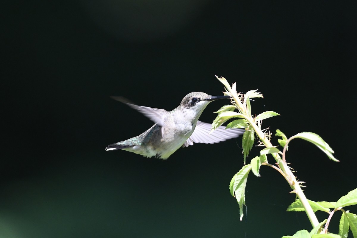 Ruby-throated Hummingbird - Julien Amsellem