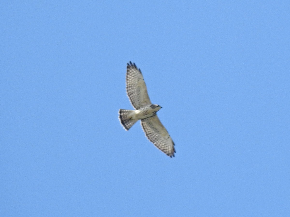 Broad-winged Hawk - Sean HH