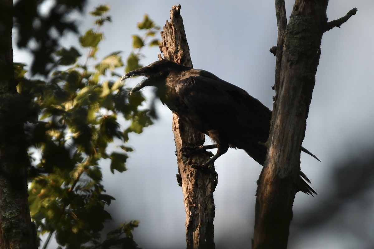 Common Raven - Julien Amsellem