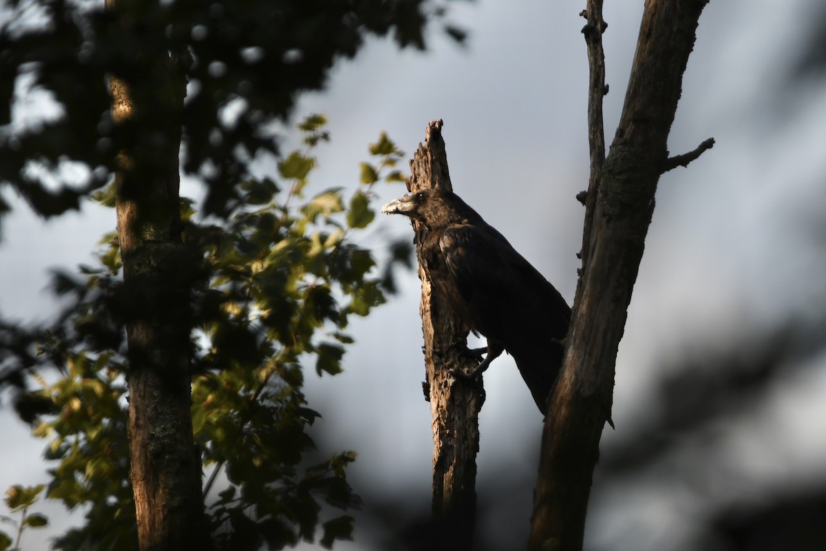 Common Raven - Julien Amsellem