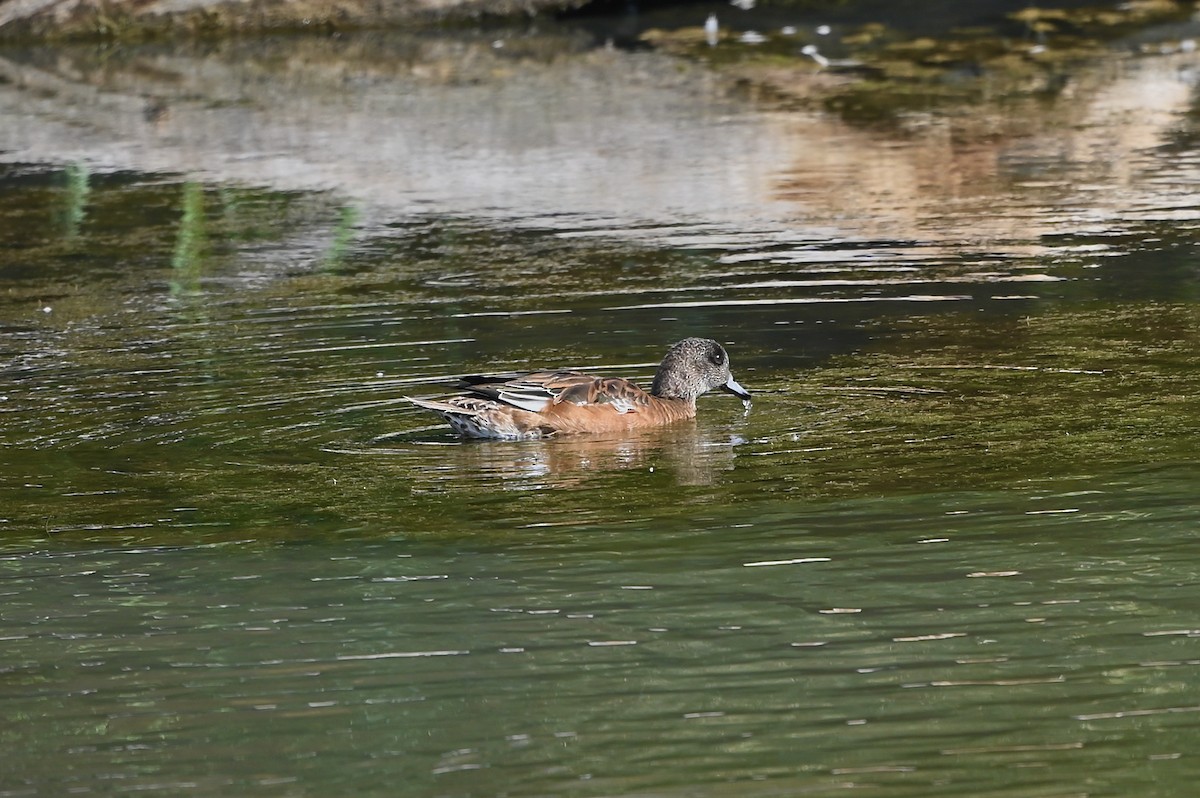 American Wigeon - ML367240191