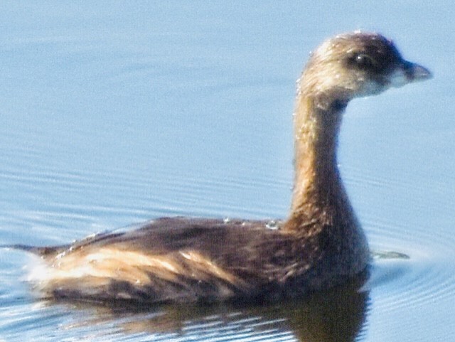 Pied-billed Grebe - ML367240481