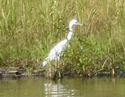 Little Blue Heron - ML367240881