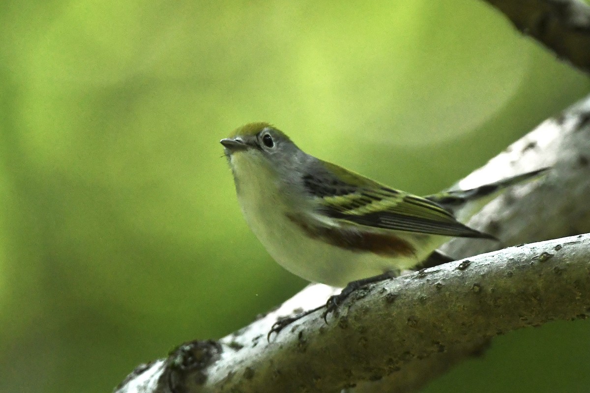 brunsideparula - ML367242631