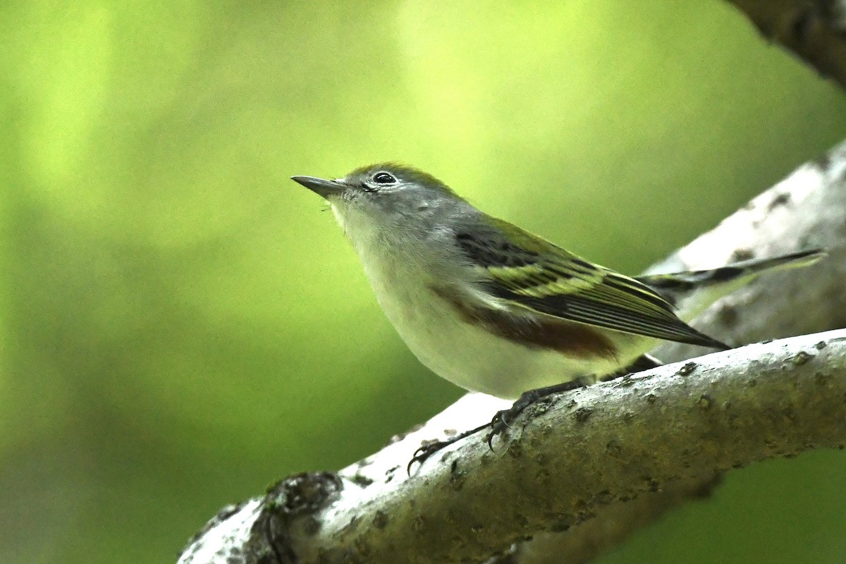 brunsideparula - ML367242641