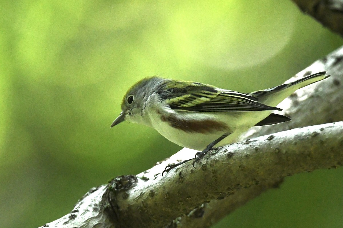 brunsideparula - ML367242651